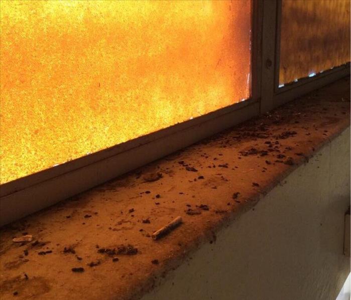 rodent droppings on ledge