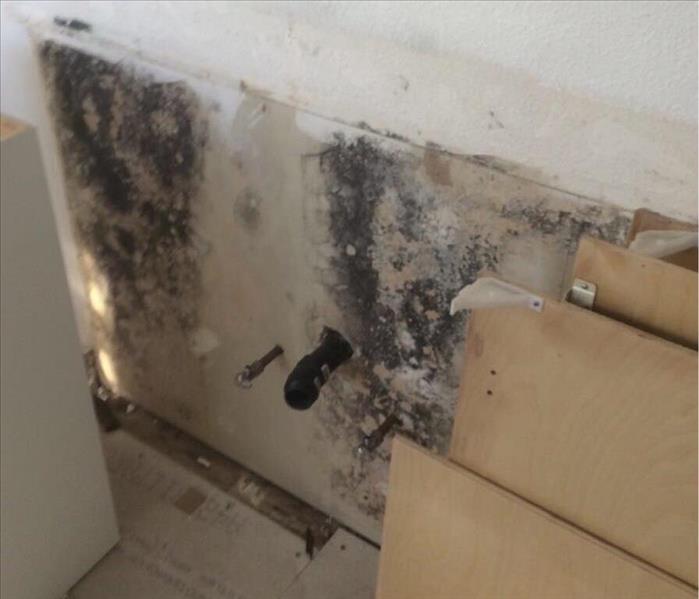 mold remediation in bathroom near me downey